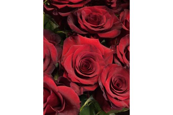 100 roses rouges 80cm 811651