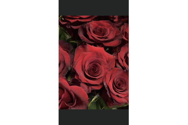 7 Roses rouges 80cm 811645