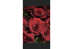 7 Roses rouges 80cm 811645