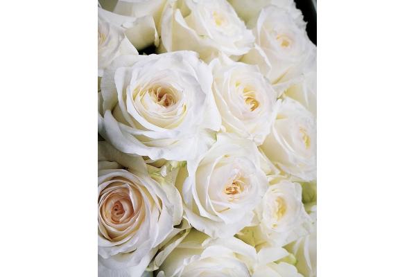 Les roses blanches 811659