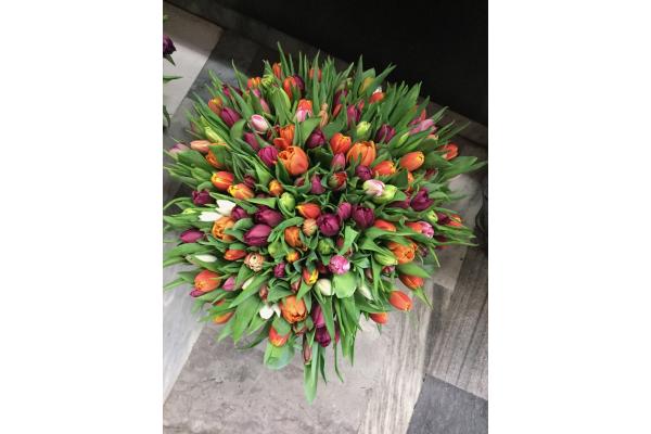 Les tulipes 680596