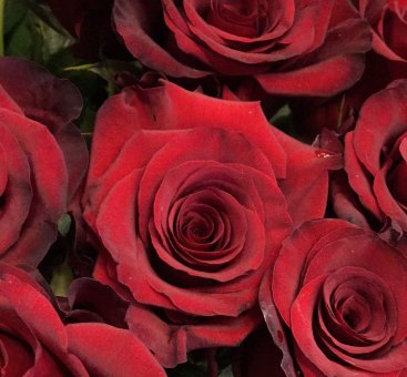 9 roses rouges 80cm 811648
