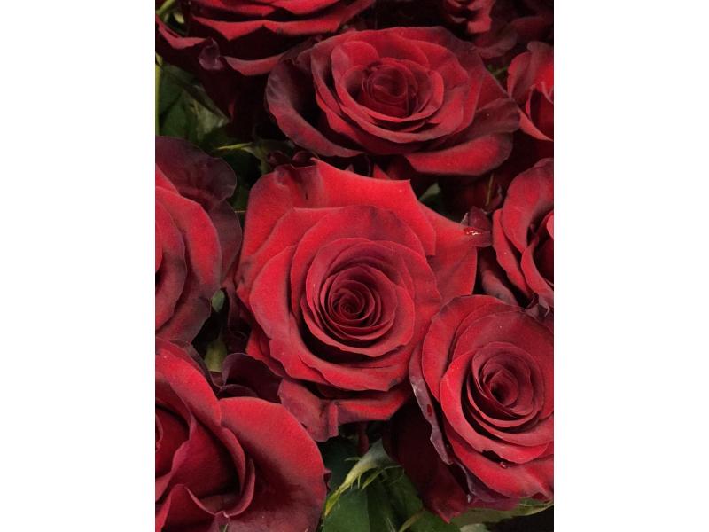 25-roses-rouges-80cm | Genève | Fleuriste de la Halle